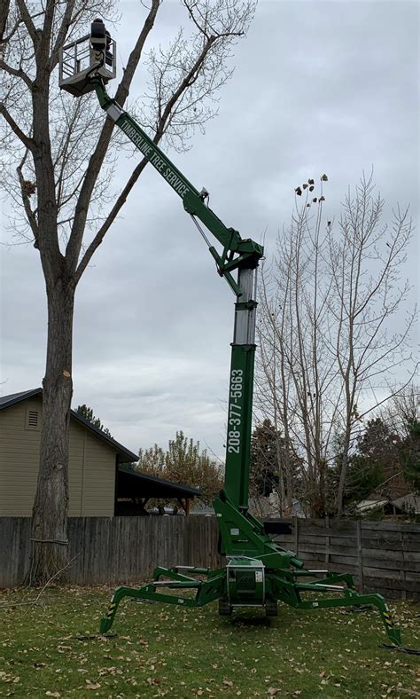 Tree Trimming - Timberline Tree and Shrub