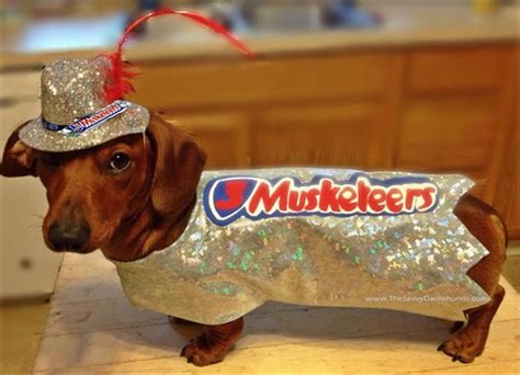 The Dachshund Escapades: HOWL-O-WIENER COSTUME: 3 MUSKETEERS CANDY BAR!