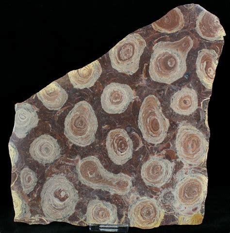 9" Wide Fossil Stromatolite Colony - 800 Million Years Old (#22487) For Sale - FossilEra.com