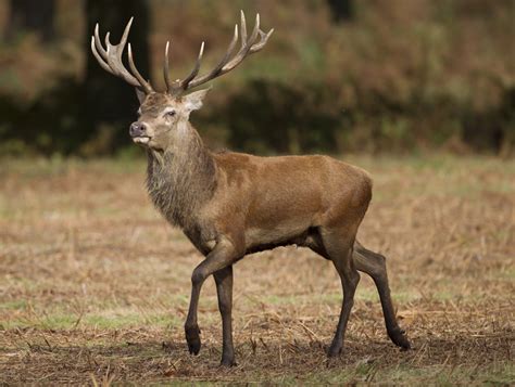 England | Red deer stag posing in Richmond Park, London. | Richard ...