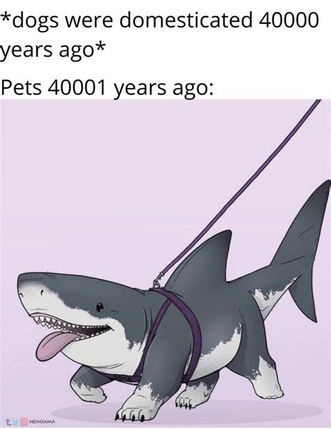 Shark Dog : r/MxRMods