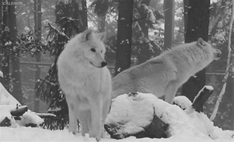 Wolf wolves white wolf GIF on GIFER - by Frostsmith