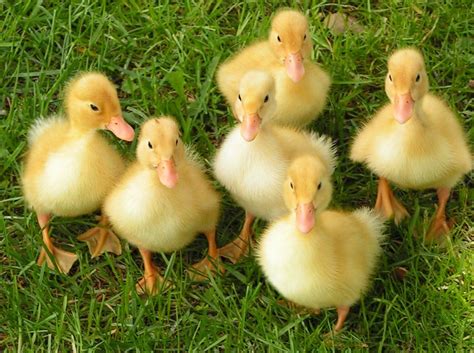 I had a baby duck once | Animals, Spring animals, Spring baby