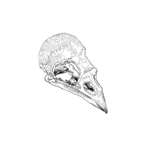 Raven Skull Drawing at GetDrawings | Free download