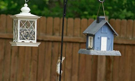 How to Make a Squirrel Proof Bird Feeder Pole? - 3 Ways