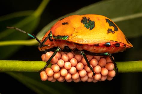 Harlequin Bug, guarding eggs | Tectocoris diophthalmus | Flickr