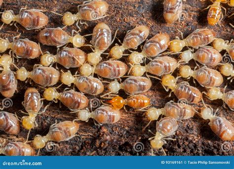 Termites insects in colony stock image. Image of insect - 93169161