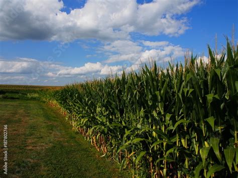 Iowa Cornfields in Summer with Big Sky Stock Photo | Adobe Stock