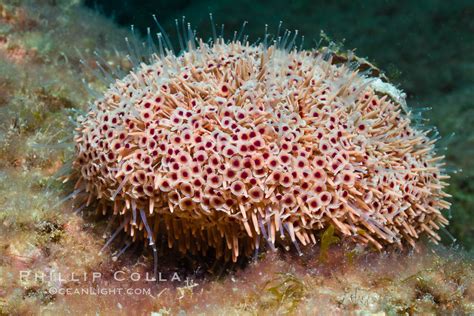 Flower Sea Urchin Photo, Stock Photograph of a Flower Sea Urchin ...