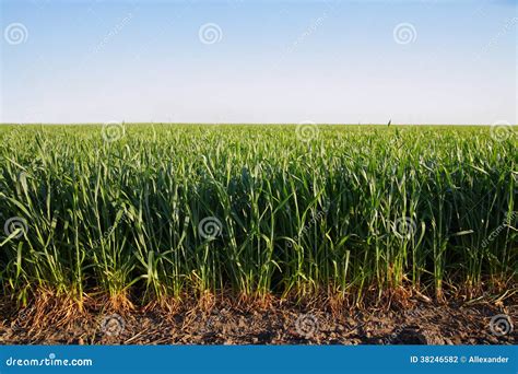 Field of barley stock photo. Image of organic, sunlight - 38246582