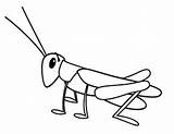 Locust Coloring Page  ClipArt Best sketch template