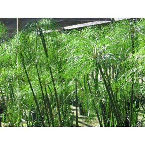 Cyperus Papyrus Giant Egypt - National Plant Network | Cyperus papyrus ...