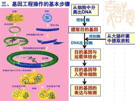 基因工程及其应用课件(好)_word文档在线阅读与下载_无忧文档