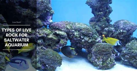 Types of Live Rock for Saltwater Aquarium - The Aquarium Adviser