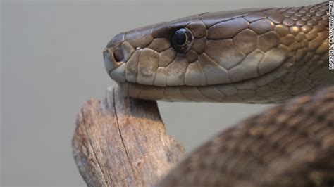 kingsnake blog Kingsnake.com Blog - Mamba venom being researched for ...