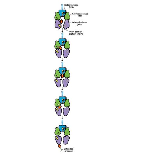 Polyketide-Synthase-Secrets-Revealed