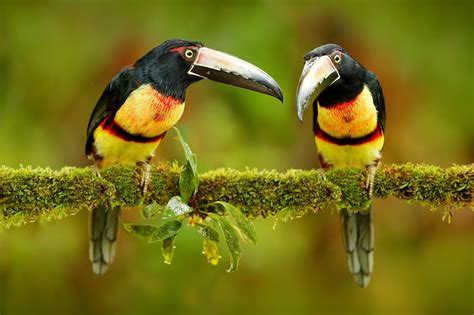 Amazon Rainforest Birds: Species List & Top 10 - Rainforest Cruises