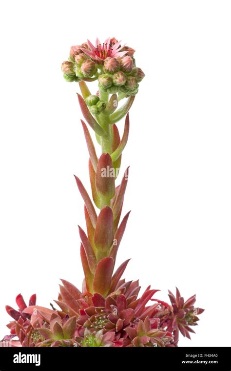 Houseleek flower hi-res stock photography and images - Alamy