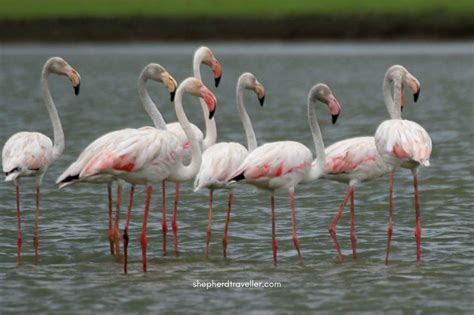 Bhigwan bird sanctuary: Flamingos, birdwatching & boating