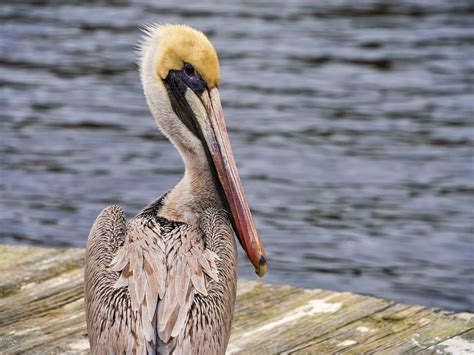 Pelicans In Florida (All You Need To Know)