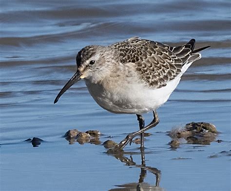 Curlew Sandpiper - Owen Deutsch Photography