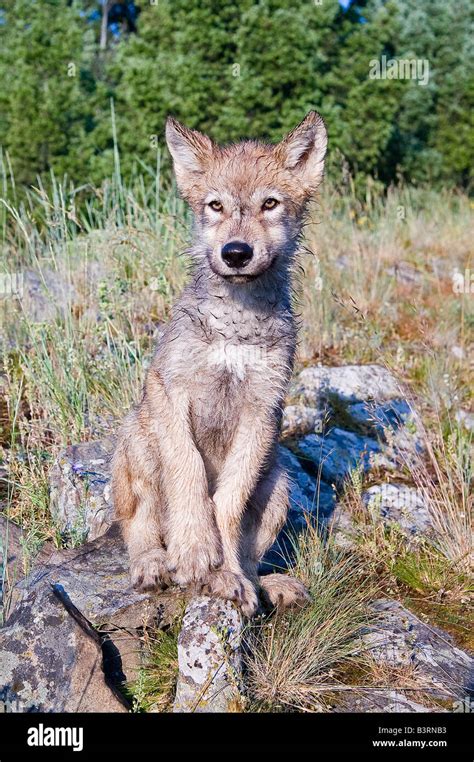 Grey Wolf pup on a rocky ledge Stock Photo - Alamy