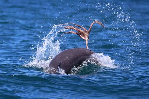 A Dolphin's Dinner - Mandurah Cruises