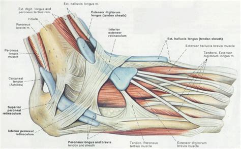 anatomy of the foot tendons