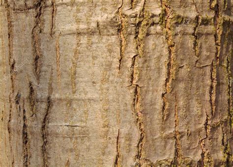 A chestnut tree bark — Stock Photo © sachek #1280120