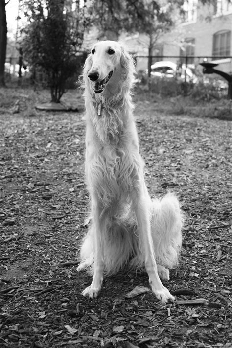 Borzoi Daily | Borzoi, Racing dogs, Beautiful dogs