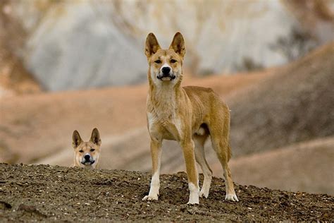 Australia’s dingoes may keep feral cats in check and protect wildlife ...