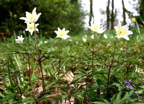 Anemone nemorosa, Wood Anemone: identification, distribution, habitat