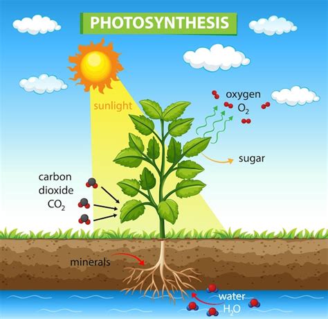 Diagramm, das den prozess der photosynthese in der pflanze zeigt ...