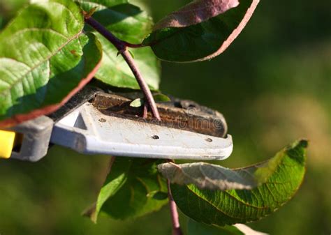 Cutting plant stock photo. Image of hobby, tools, vegetables - 5570260