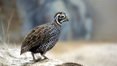 Montezuma Quail - Elmwood Park Zoo