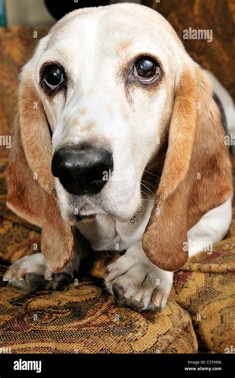 The Basset Hound is a short-legged breed of dog of the hound family. They are scent hounds, bred ...