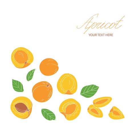 Apricot set. Vector illustration in flat style. 18750243 Vector Art at Vecteezy