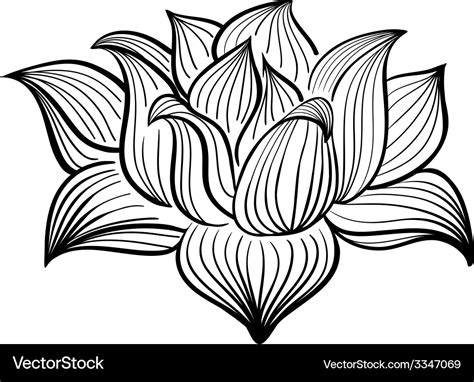 Black and white lotus flower Royalty Free Vector Image