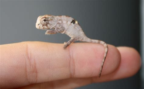 Panther Chameleon Breeding - Raising Hatchlings | Much Ado About Chameleons