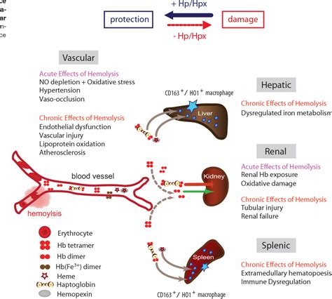 heat injuries | Semantic Scholar