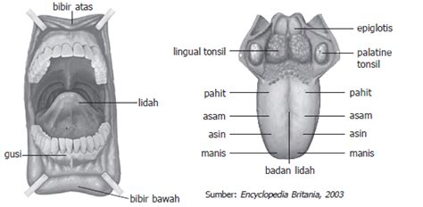 Sistem Pencernaan Manusia | Mikirbae