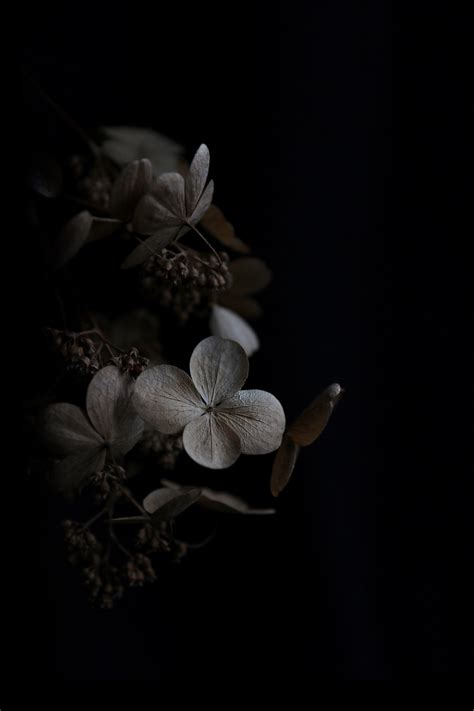 Beautiful White Flowers on a Dark Background