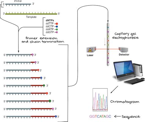 A Dna Sequencing Reaction Contains Which of the Following