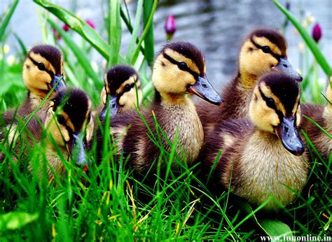 Baby Ducklings Wallpapers - Wallpaper Cave