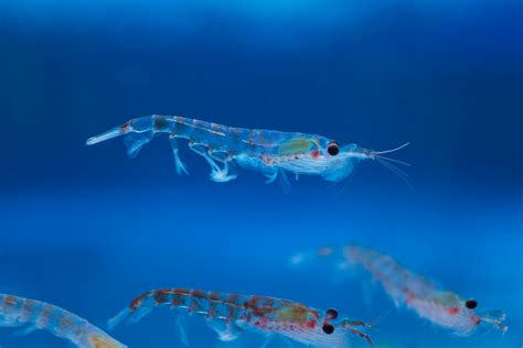 The thrill of the krill: giant super-organisms captured in 3D – CSIROscope