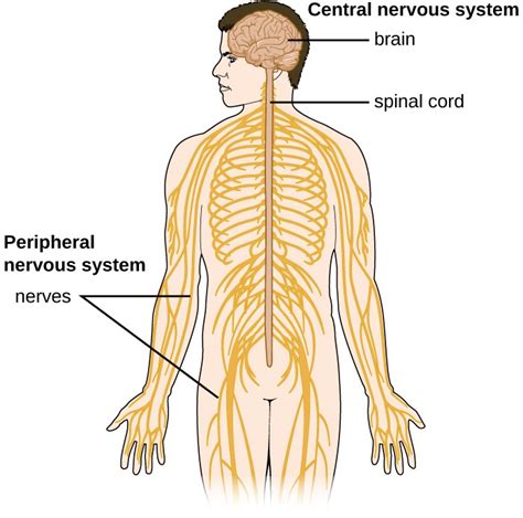 Anatomy of the Nervous System | Microbiology