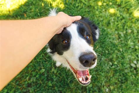 How To Calm An Aggressive Border Collie - The Quick & Easy Way