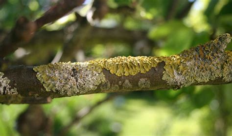 Is Lichen On Trees Harmful? - Independent Tree