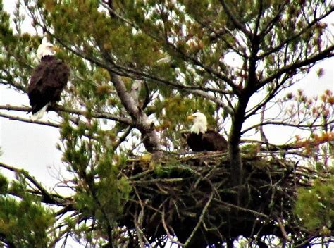 A Nesting Pair of Bald Eagles Photograph by Mirriquel Art - Fine Art America