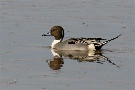 A male northern pintail duck (Anas acuta) at the Gilbert Water Ranch in Gilbert, AZ on 6 Dec 10 ...